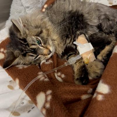 Zora the cat with a catheter getting medical treatment